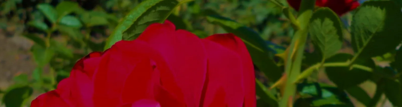 Ника Рябчиненко