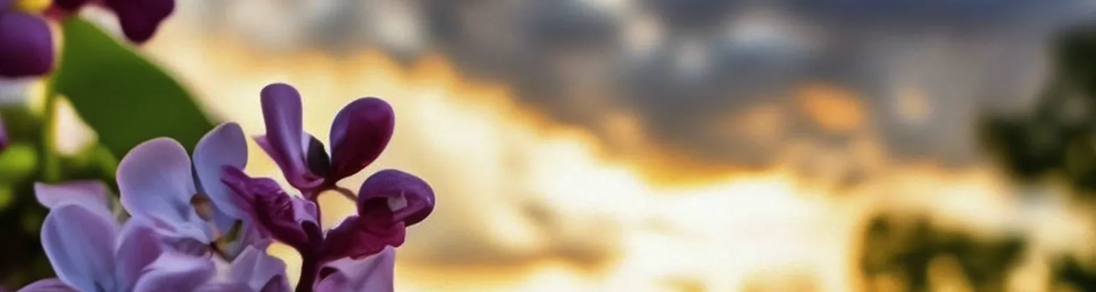MeGA