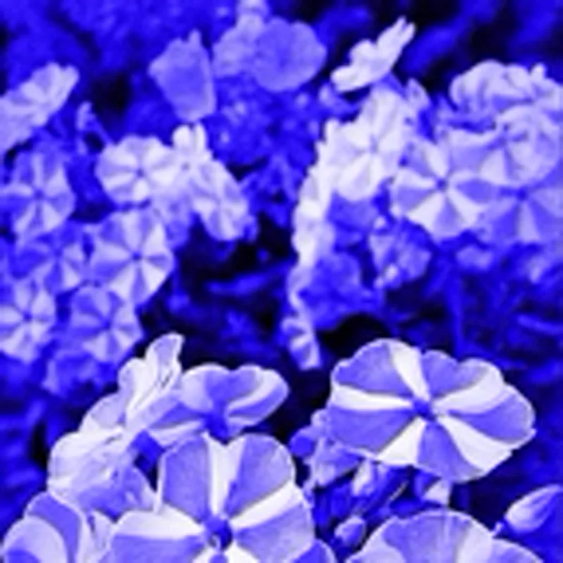 Фото исполнителя Niftys