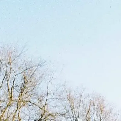 фарфоровые коты