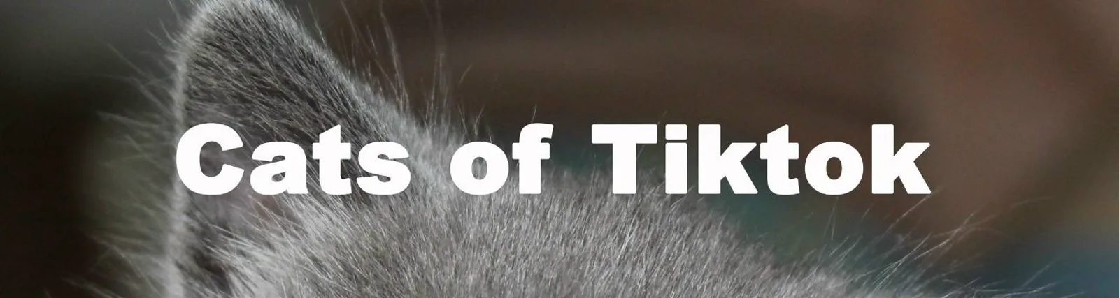 Фото исполнителя Cat Sound Effects