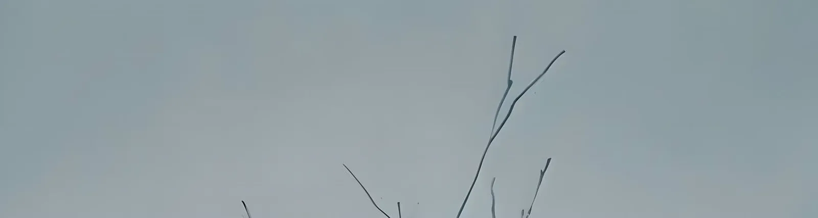 купец он зе бит