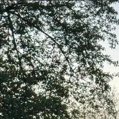 tenoia