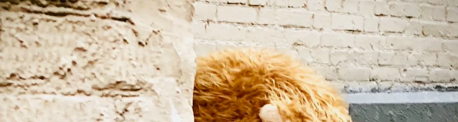 ZABARA