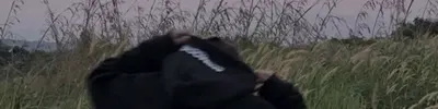 lannerv