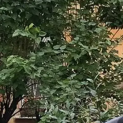 неважный сон