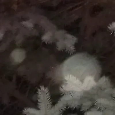 Dandelion Star