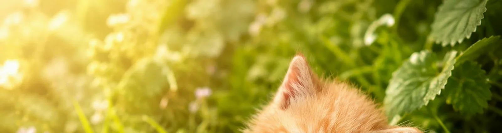 Мяуканье кошек и котят