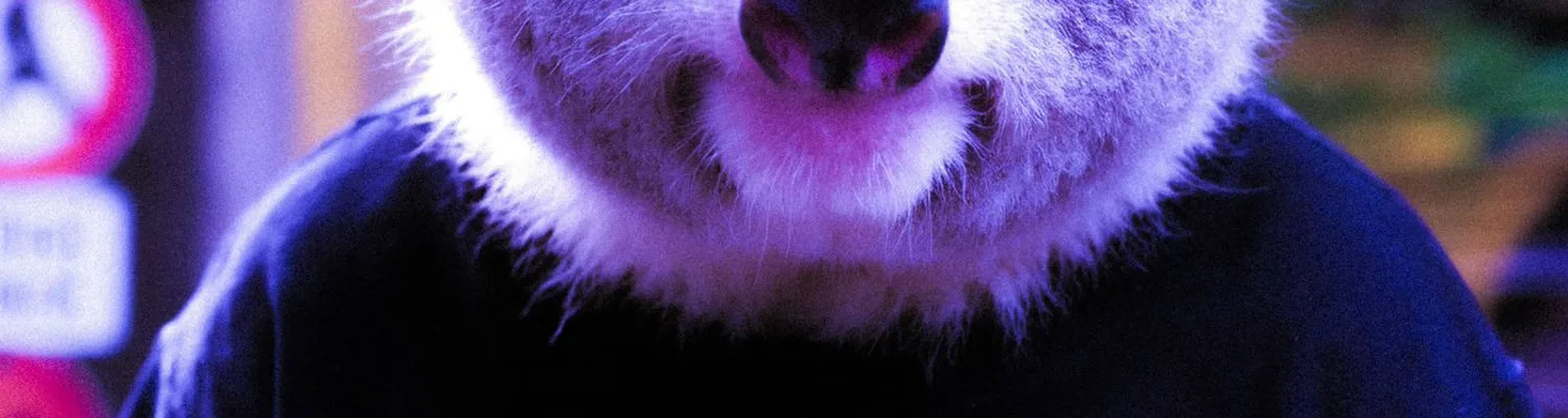 Фото исполнителя BABY KOALA