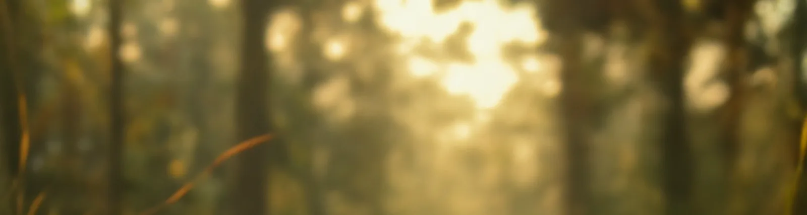 Nature Sounds Nature Music